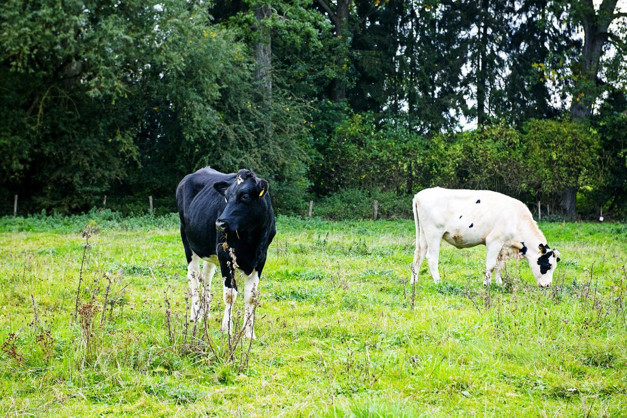 In Den Roden Leeuw Van Limburg Wittem Exterior foto